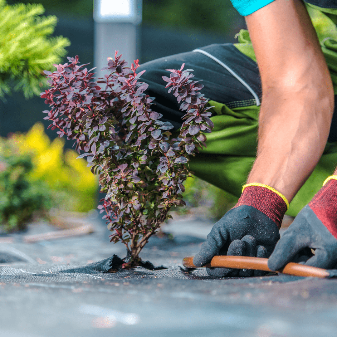 A landscaper putting in a small plant into the ground.