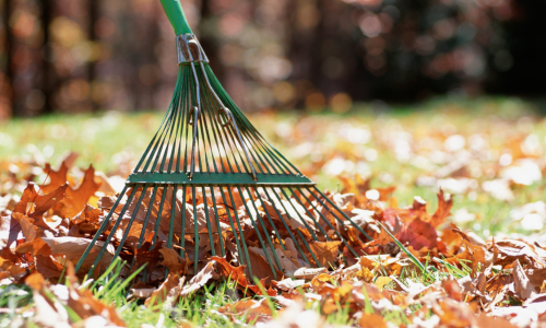 A close up of raking leaves
